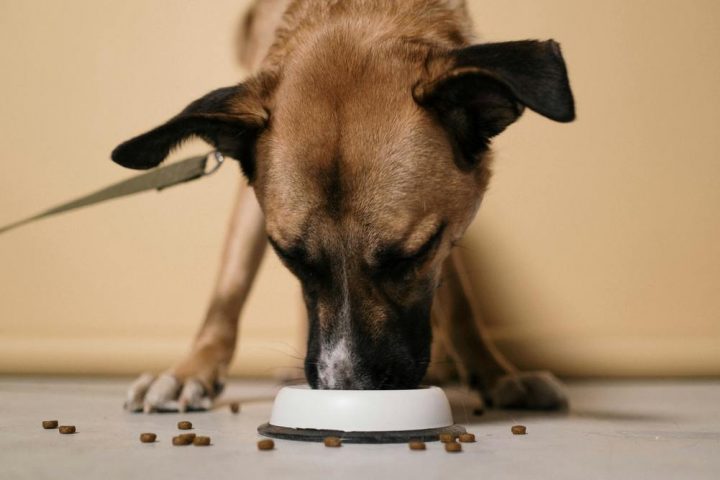 Tips for fin matreise til Øst-Europa med hunden din